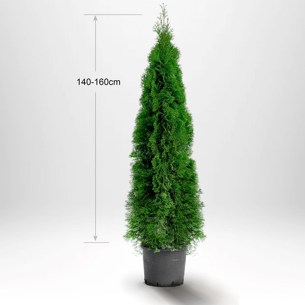 Thuja Smaragd 140-160 cm, Pottedyrket 12L, Kvalitet: Landscape Quality